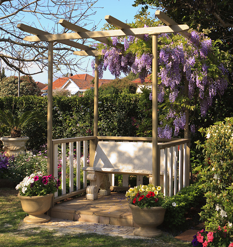 Wisteria growing on pergola