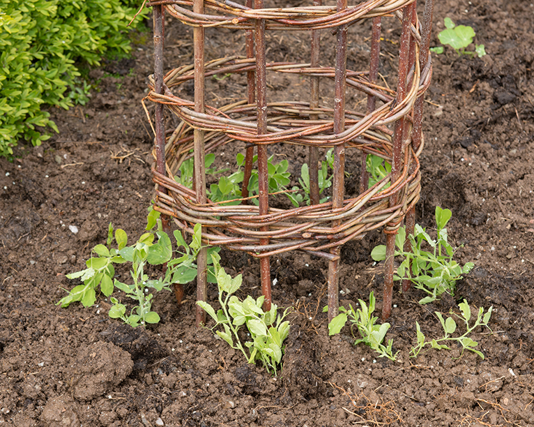 Sweet pea plant shoots growing up a wigwam
