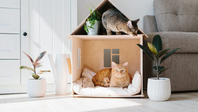 Picture of two cats in a small house shaped cat bed