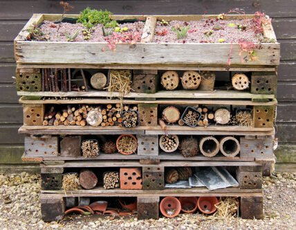 Picture of a shelter for wildlife in garden