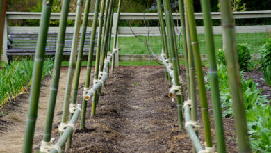 Picture of a garden teepee trellis using bamboo