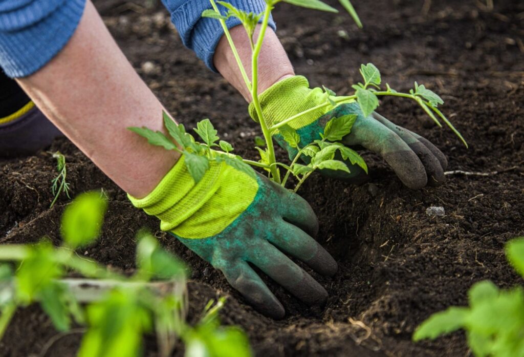Picture of a gardener wearing gardening gloves, planting a plant in soil