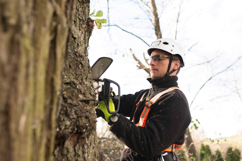 Picture of a tree surgeon carrying out tree work on a tree wearing a helmet