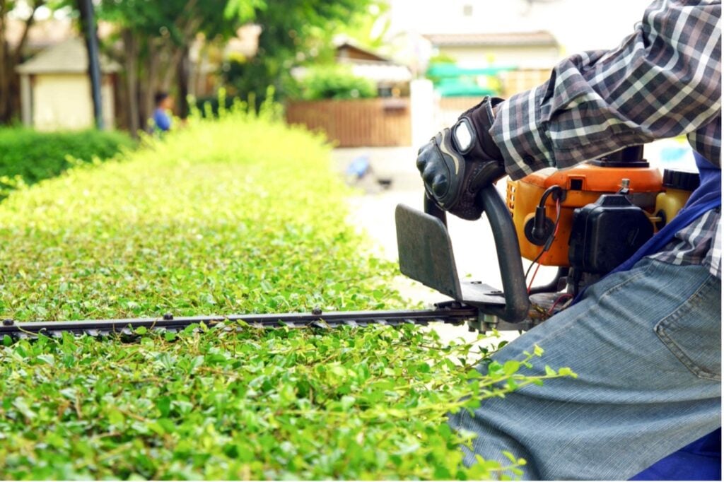 Picture of a tree surgeon trimming a hedge
