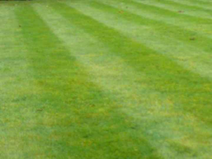 Lawn Mowed And Treated