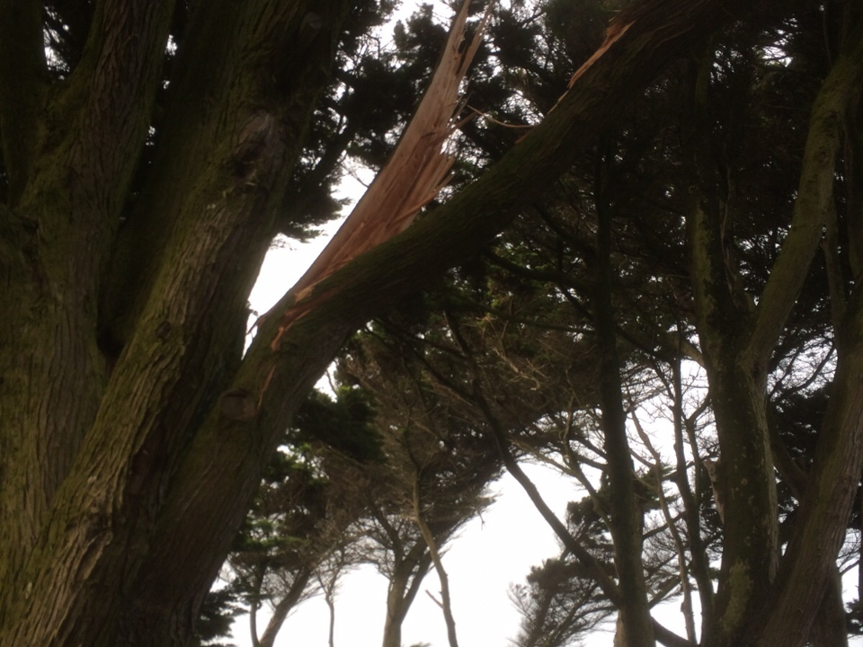 Jeffery's Tree Management Services gallery image 1