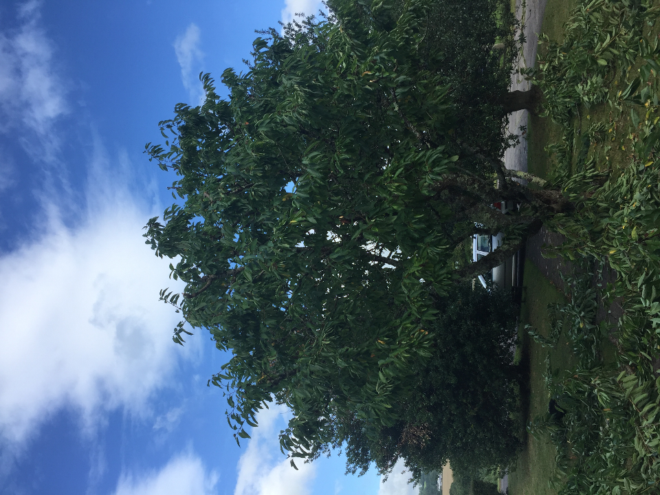 Jeffery's Tree Management Services gallery image 2