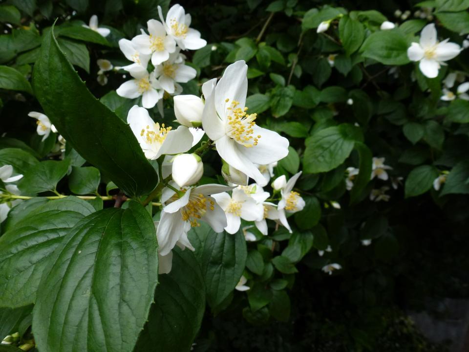 Thorn Gardening gallery image 1