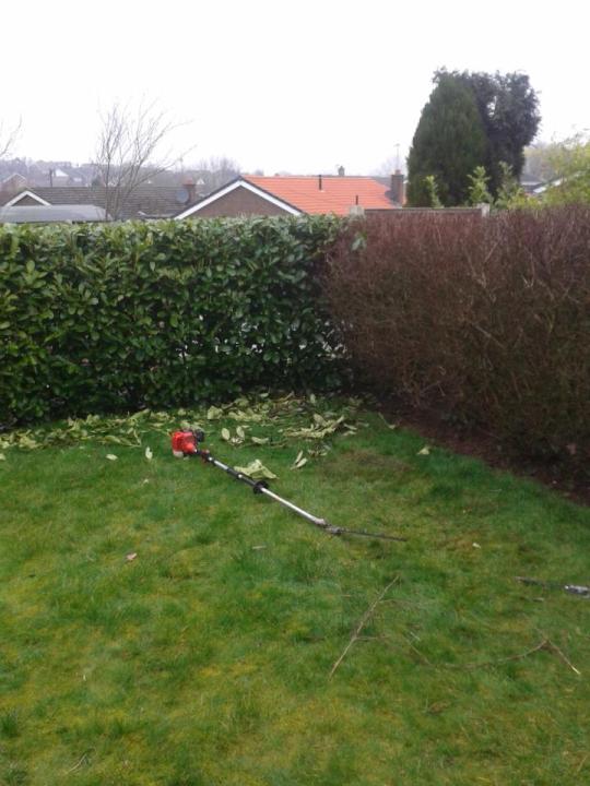 green acre tree care gallery image 1