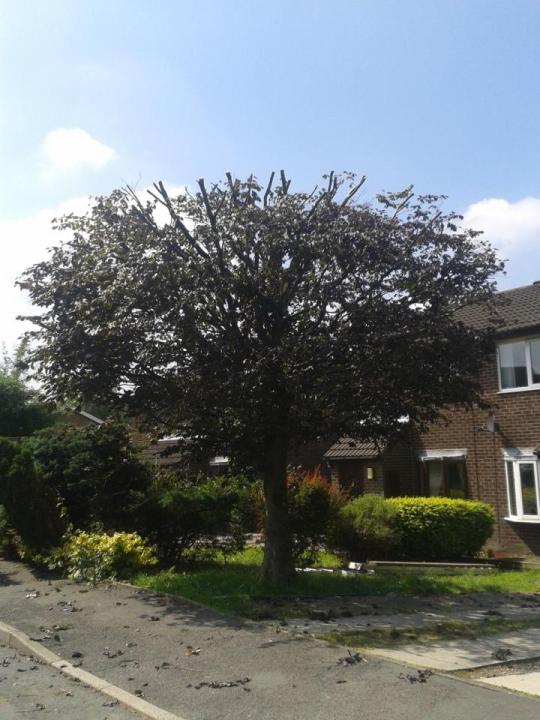 green acre tree care gallery image 4