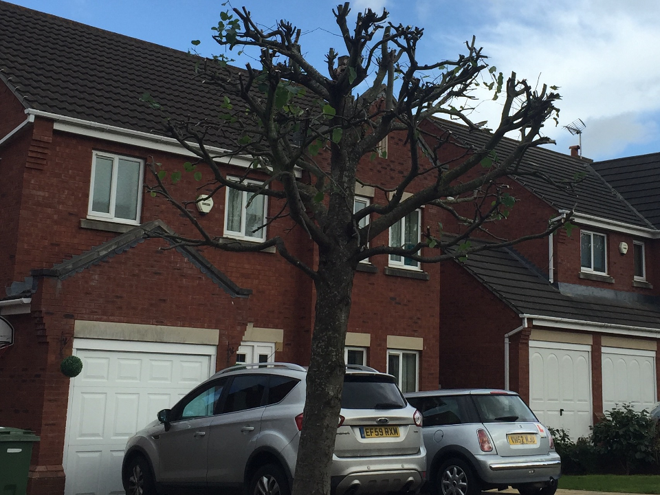 S.Loveridge landscape gardening gallery image 2