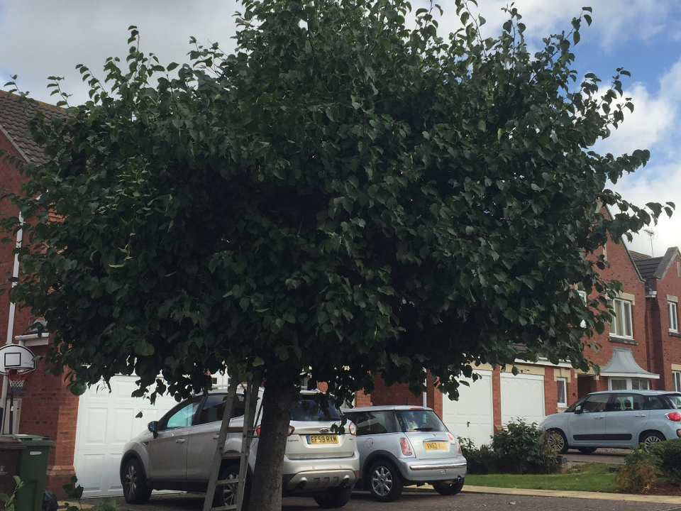 S.Loveridge landscape gardening gallery image 3