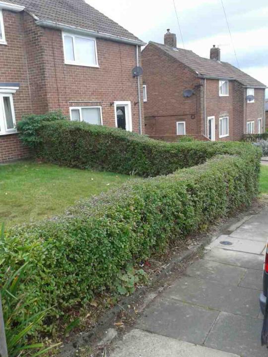 A Cut Above Tree & Landscaping gallery image 1