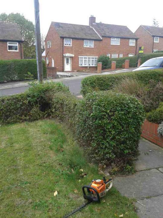 A Cut Above Tree & Landscaping gallery image 4