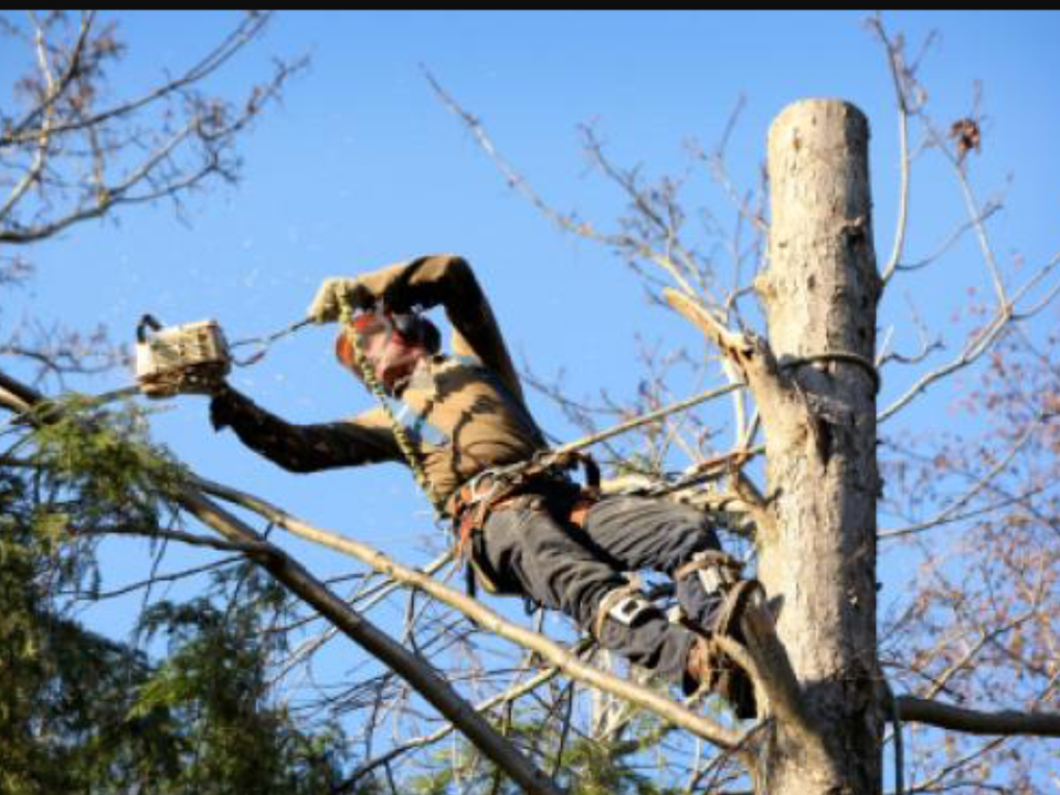 Tony woods tree felling gallery image 2