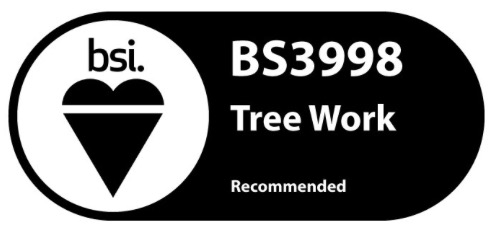 Tony woods tree felling gallery image 4