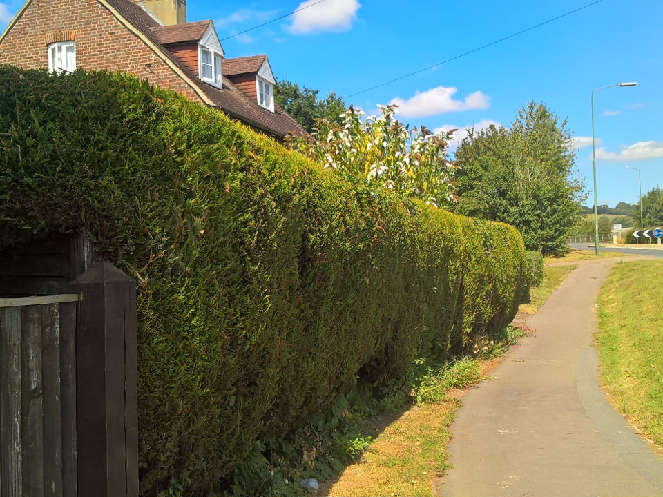 jnh tree and gardening gallery image 1