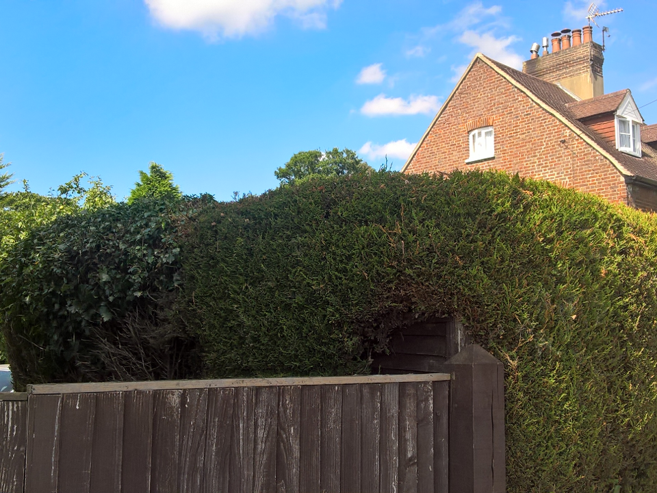 jnh tree and gardening gallery image 2
