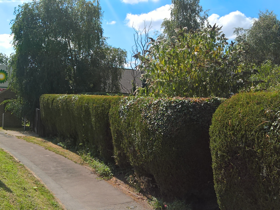 jnh tree and gardening gallery image 3