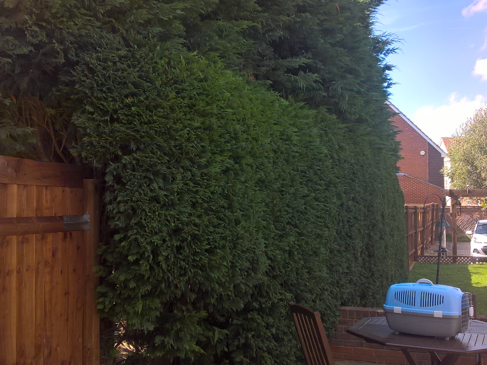 jnh tree and gardening gallery image 4