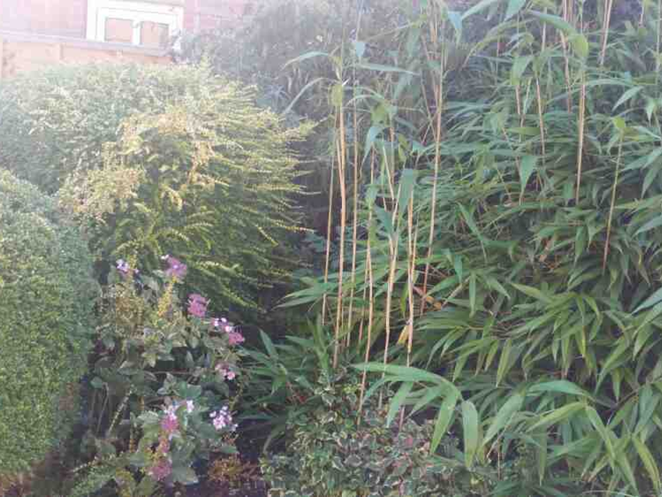 W taylor tree Services Ltd gallery image 4