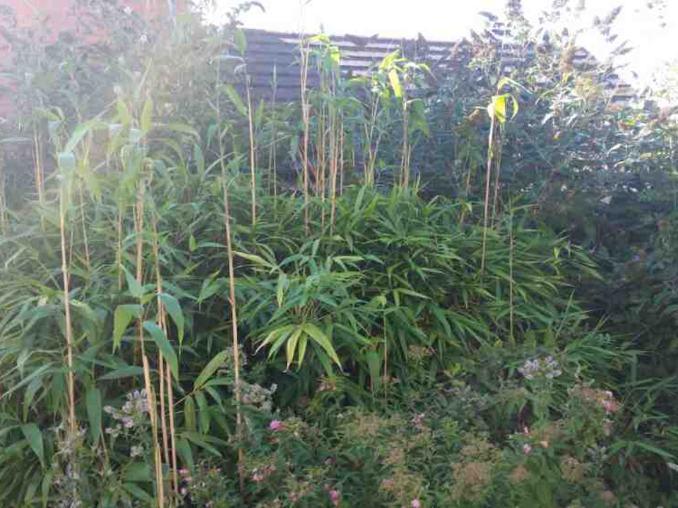W taylor tree Services Ltd gallery image 2