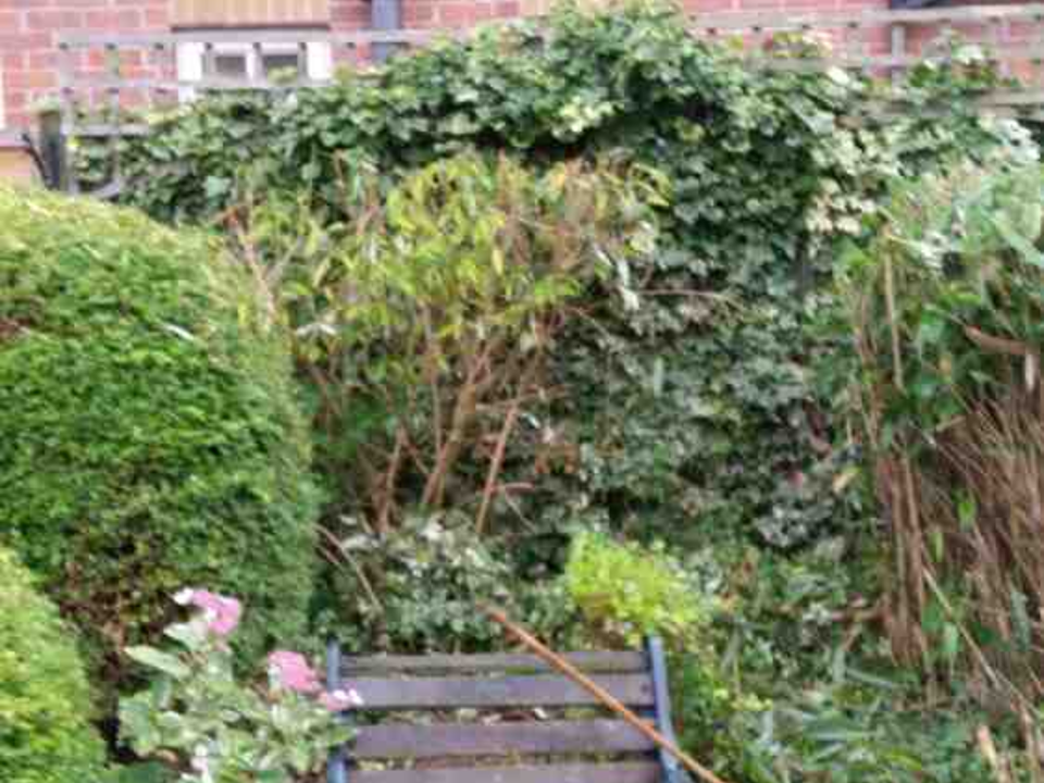 W taylor tree Services Ltd gallery image 3