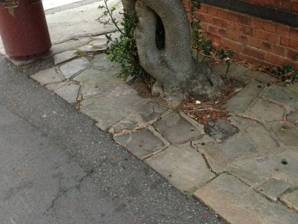 Belvoir Tree Care gallery image 4