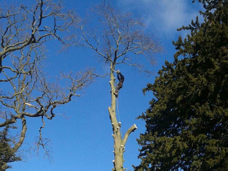 The Tree Fellas NW Ltd gallery image 2