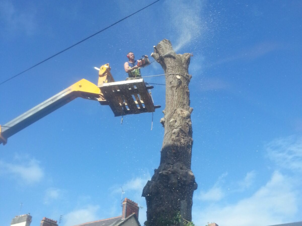 The Tree Fellas NW Ltd gallery image 3
