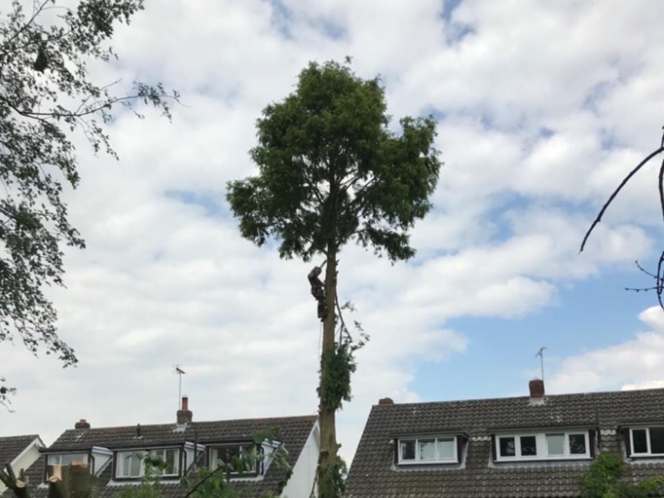 The Tree Fellas NW Ltd gallery image 4
