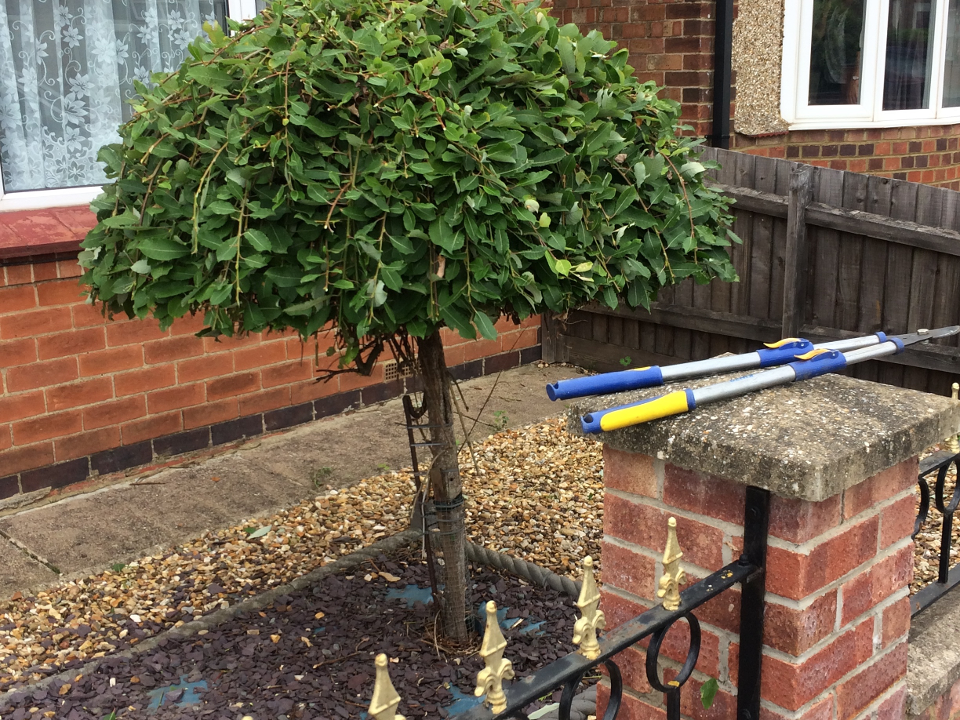 Garden Force Tree & Garden Maintenance gallery image 3