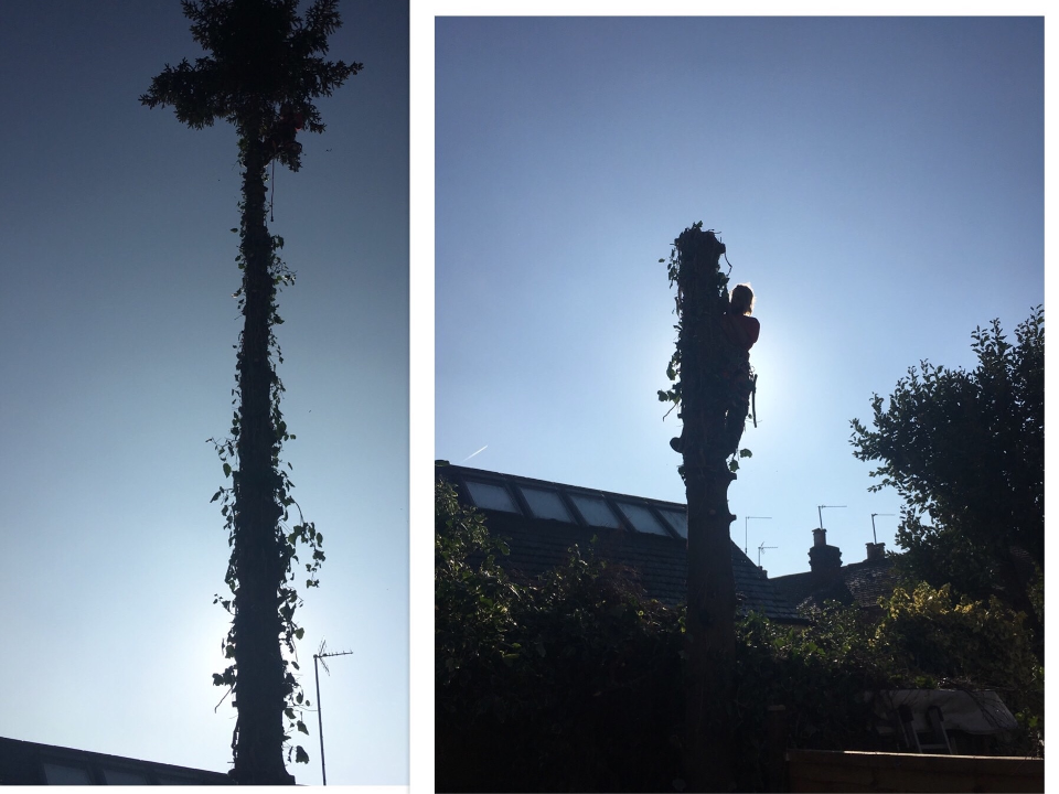 Toms Trees gallery image 4