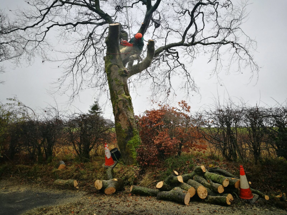 A. MARSHALL TREE SERVICES LIMITED gallery image 1