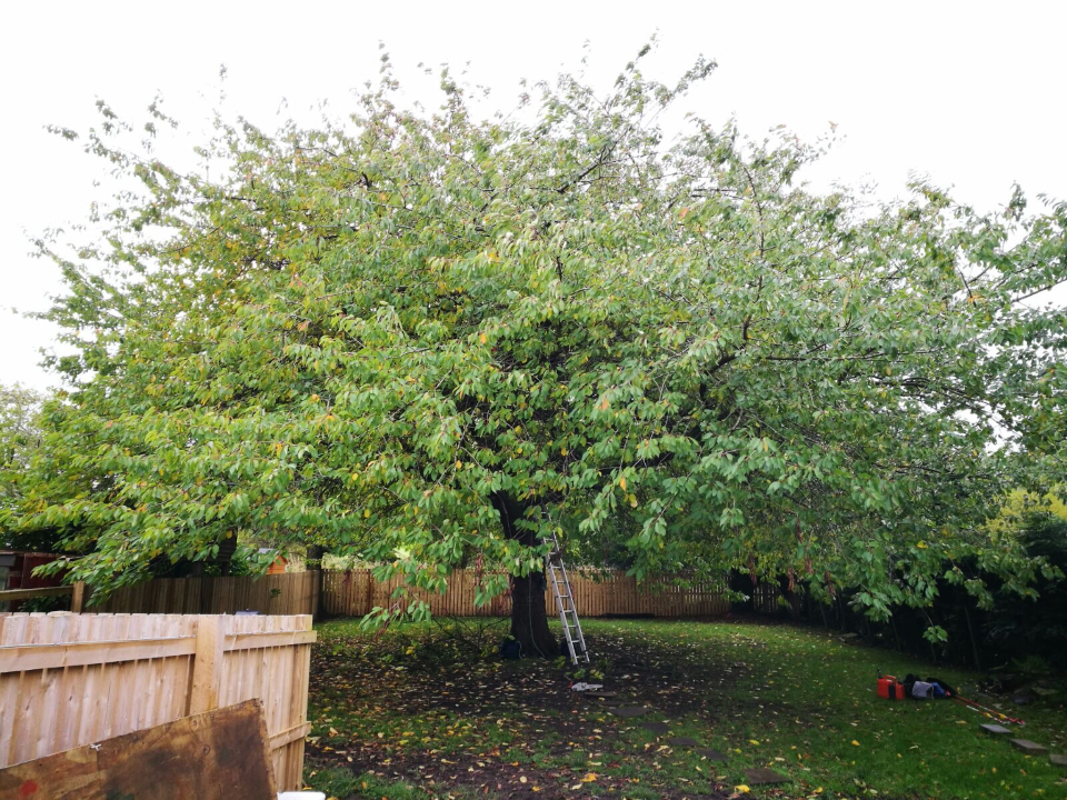 A. MARSHALL TREE SERVICES LIMITED gallery image 2