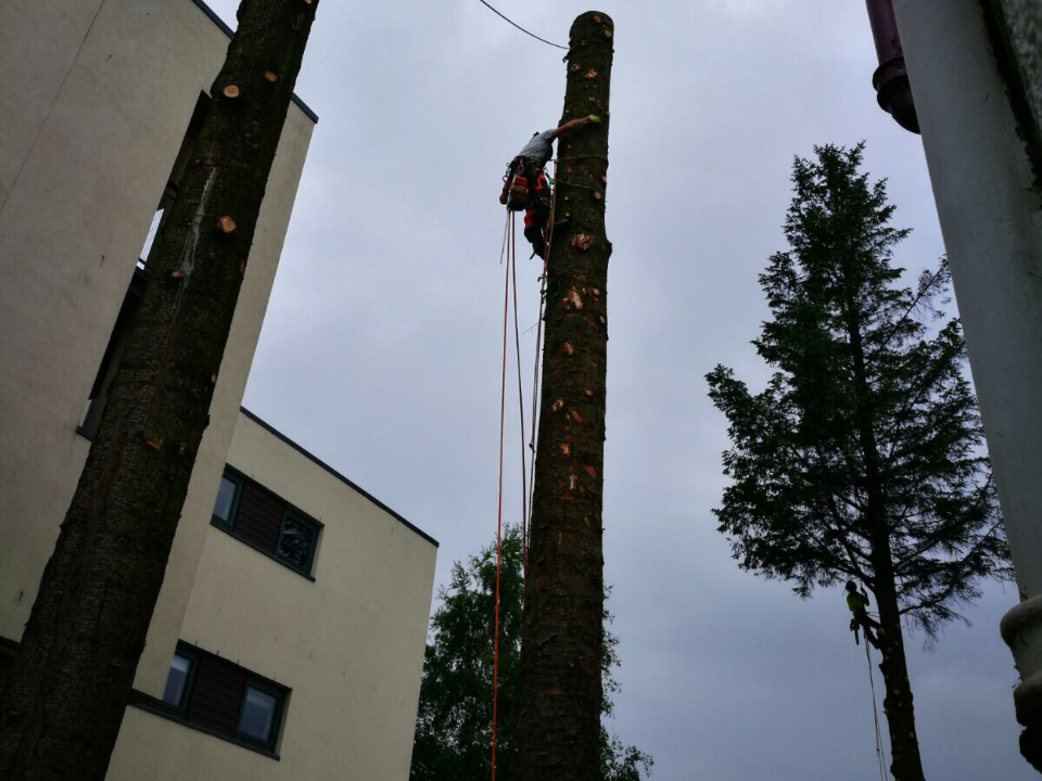 A. MARSHALL TREE SERVICES LIMITED gallery image 4