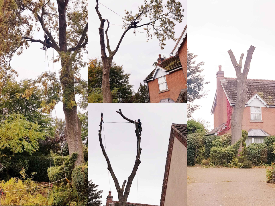S Wass Tree Services gallery image 1