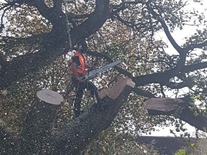 S Wass Tree Services gallery image 2