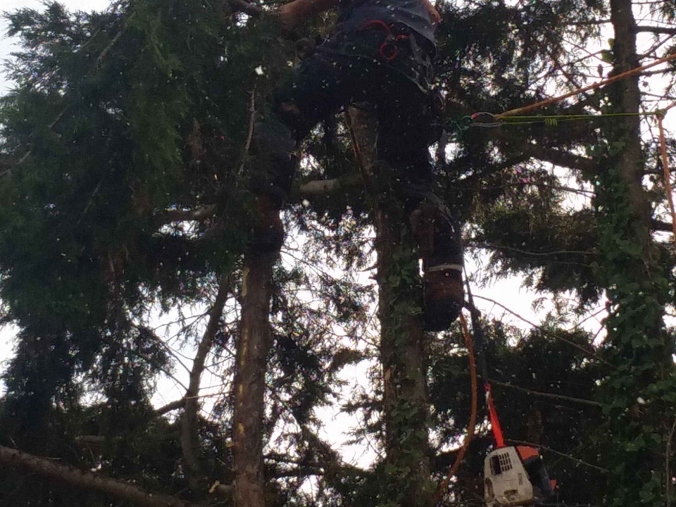 AA Tree Surgeon & Landscaping gallery image 3