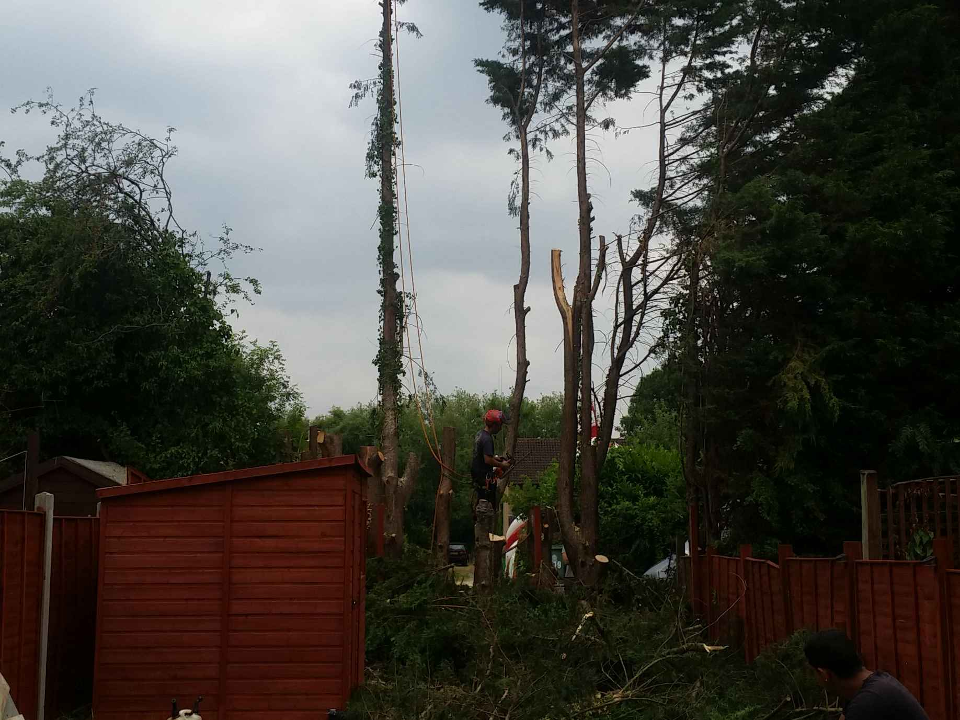 AA Tree Surgeon & Landscaping gallery image 4