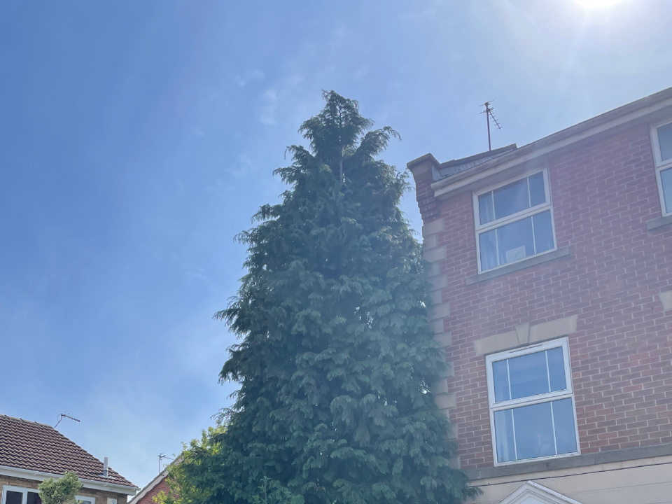 AFS Tree and landscapes gallery image 1