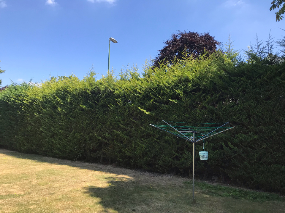 CS Trees gallery image 4