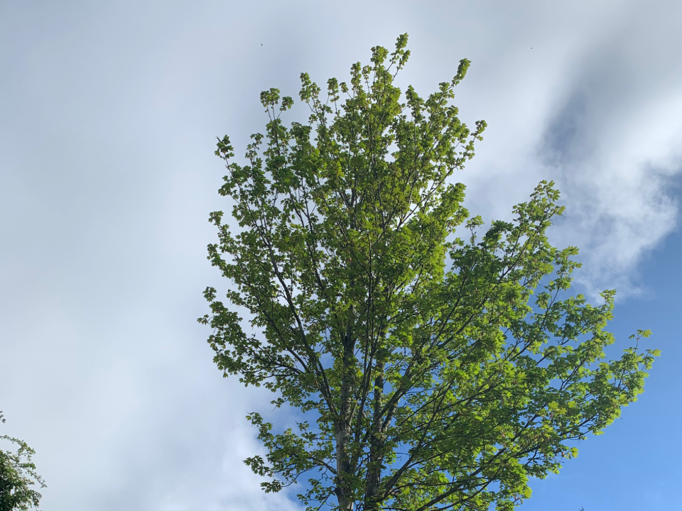 PAT'S Tree Services gallery image 1