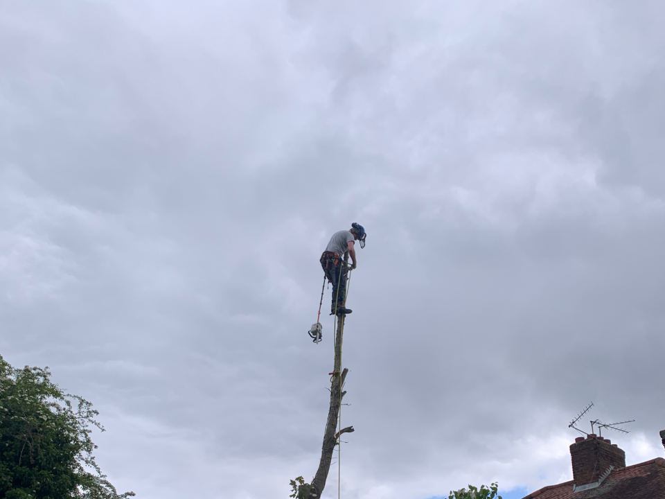 PAT'S Tree Services gallery image 2