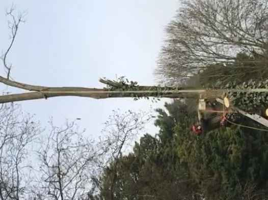 Oakleaf Tree and Garden Care gallery image 2