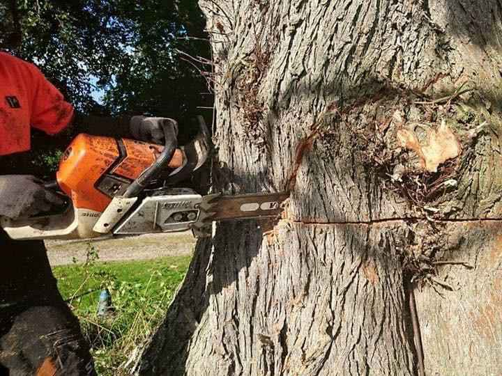 Oakwood Tree Care & Landscaping gallery image 1