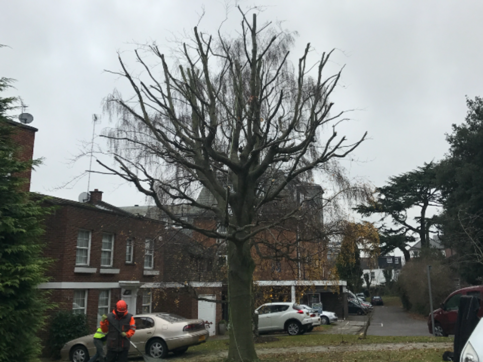 N P TREE CARE gallery image 1