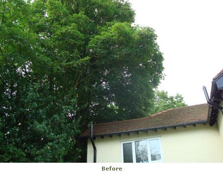 m+a tree and garden care gallery image 1