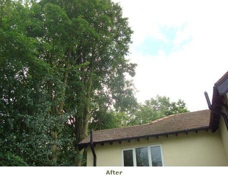 m+a tree and garden care gallery image 2