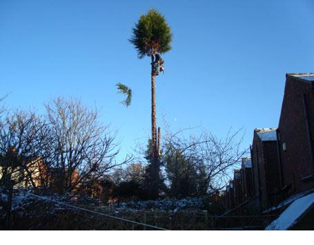 m+a tree and garden care gallery image 3